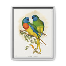 Splendid Parrakeet (Neophema splendida) colored wood-engraved plate by Alexander Francis Lydon - NOMADEN ART GALLERY