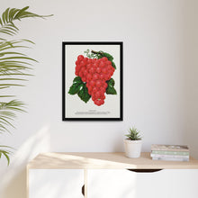Vergennes grape lithograph. Digitally enhanced from our own original 1900 edition plates of Botanical Specimen published by Rochester Lithographing