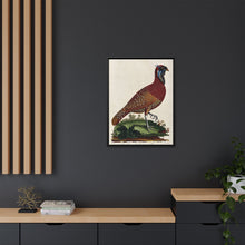 A horned Indian pheasant standing on the grass by J. Pass after J. E. Ihle.