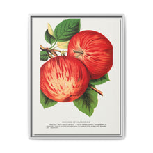 Duchess of Oldenburg apples lithograph from Botanical Specimen published by Rochester Lithographing - NOMADEN ART GALLERY