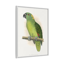 Lydon's Yellow-Naped Amazon | Vintage Parrot Wall Art Print