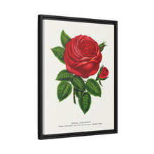 Red rose, General Jacquemont flower lithograph. Digitally enhanced from our own original 1900 edition plates of Botanical Specimen published by Rochester Lithographing