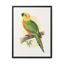 Jendaya Conure (Aratinga jandaya) colored wood-engraved plate by Alexander Francis Lydon. - NOMADEN ART GALLERY