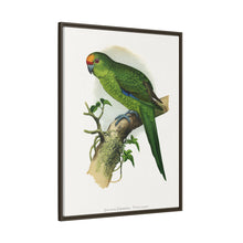 Golden-Crowned Parrakeet (Cyanoramphus auriceps) colored wood-engraved plate by Alexander Francis Lydon