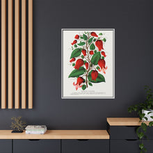 Prunus Triloba flower lithograph. Digitally enhanced from our own original 1900 edition plates of Botanical Specimen published by Rochester Lithographing