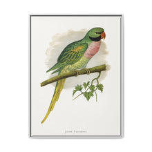 Javan Parrakeet (Psittacula alexandri) colored wood-engraved plate by Alexander Francis Lydon. - NOMADEN ART GALLERY