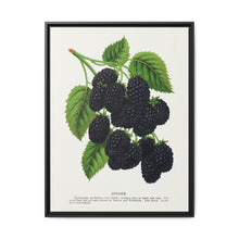 Snyder Blackberry lithograph from Botanical Specimen published by Rochester Lithographing - NOMADEN ART GALLERY