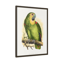 Blue-Fronted Amazon (Amazona aestiva) colored wood-engraved plate by Alexander Francis Lydon