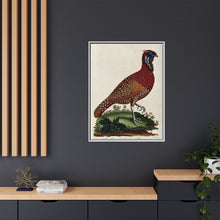 A horned Indian pheasant standing on the grass by J. Pass after J. E. Ihle.