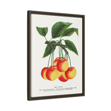 Gov Wood cherry lithograph. Digitally enhanced from our own original 1900 edition plates of Botanical Specimen published by Rochester Lithographing