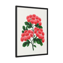 Paul's New Double Flowering Thorn lithograph. Digitally enhanced from our own original 1900 edition plates of Botanical Specimen published by Rochester Lithographing