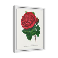 Red rose, American Beauty lithograph. Digitally enhanced from our own original 1900 edition plates of Botanical Specimen published by Rochester Lithographing