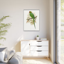 Ring-Necked or Bengal Parakeet (Psittacula columboides) colored wood-engraved plate by Alexander Francis Lydon