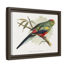 Many-Coloured Parrakeet (Psephotellus varius) colored wood-engraved plate by Alexander Francis Lydon