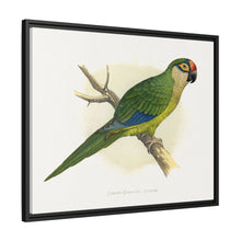 Golden-Crowned Conure (Aratinga auricapillus) colored wood-engraved plate by Alexander Francis Lydon