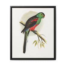 Beautiful or Paradise Parrakeet (Psephotus pulcherrimus) colored wood-engraved plate by Alexander Francis Lydon - NOMADEN ART GALLERY