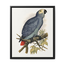 Grey Parrot (Psittacus erithacus) colored wood-engraved plate by Alexander Francis Lydon. - NOMADEN ART GALLERY