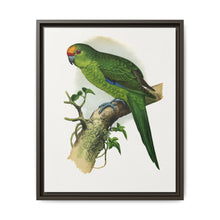 Golden-Crowned Parrakeet (Cyanoramphus auriceps) colored wood-engraved plate by Alexander Francis Lydon - NOMADEN ART GALLERY