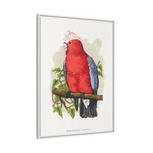 Rose-Breasted Cockatoo (Eolophus roseicapillus) colored wood-engraved plate by Alexander Francis Lydon.