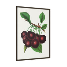 Black Tartarian cherry lithograph. Digitally enhanced from our own original 1900 edition plates of Botanical Specimen published by Rochester Lithographing