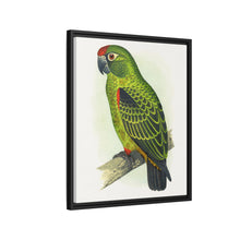 Placa grabada en madera de color loro de Jardine (Poicephalus gulielmi gulielmi) de Alexander Francis Lydon. 
