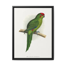 New Zealand Parrakeet (Cyanoramphus novaezelandiae) colored wood-engraved plate by Alexander Francis Lydon - NOMADEN ART GALLERY