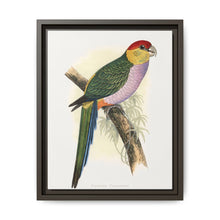 Pileated Parrakeet (Pionopsitta pileata) colored wood-engraved plate by Alexander Francis Lydon. - NOMADEN ART GALLERY