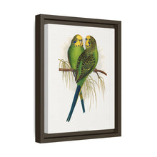 Budgerigar (Melopsittacus undulatus) colored wood-engraved plate by Alexander Francis Lydon
