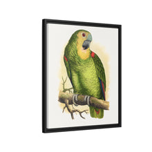Blue-Fronted Amazon (Amazona aestiva) colored wood-engraved plate by Alexander Francis Lydon