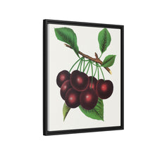 Black Tartarian cherry lithograph. Digitally enhanced from our own original 1900 edition plates of Botanical Specimen published by Rochester Lithographing