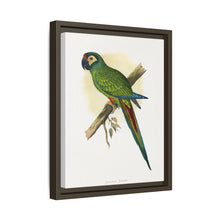 llliger's Macaw (Primolius maracana) colored wood-engraved plate by Alexander Francis Lydon