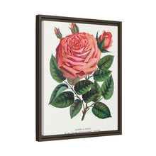 Pink rose, Glorie de Dijon lithograph. Digitally enhanced from our own original 1900 edition plates of Botanical Specimen published by Rochester Lithographing
