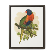 Blue Mountain Lory (Trichoglossus moluccanus) colored wood-engraved plate by Alexander Francis Lydon. - NOMADEN ART GALLERY