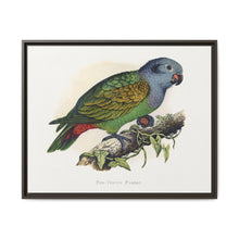 Red-Vented Parrot (Amazona martinicana) colored wood-engraved plate by Alexander Francis Lydon - NOMADEN ART GALLERY