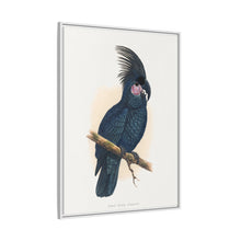 Great Black Cockatoo (Probosciger aterrimus) colored wood-engraved plate by Alexander Francis Lydon