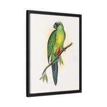 Masked Parrakeet (Prosopeia personata) colored wood-engraved plate by Alexander Francis Lydon