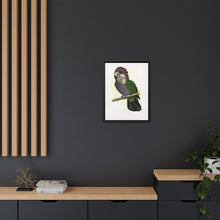 Hawk-Headed Parrot (Deroptyus accipitrinus) colored wood-engraved plate by Alexander Francis Lydon.