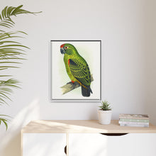 Placa grabada en madera de color loro de Jardine (Poicephalus gulielmi gulielmi) de Alexander Francis Lydon. 