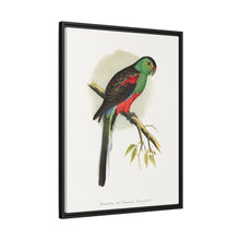 Beautiful or Paradise Parrakeet (Psephotus pulcherrimus) colored wood-engraved plate by Alexander Francis Lydon