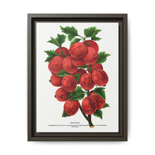 Industry Gooseberry lithograph. Digitally enhanced from our own original 1900 edition plates of Botanical Specimen published by Rochester Lithographing - NOMADEN ART GALLERY