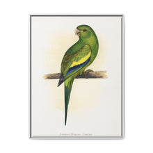 Canary-Winged Conure ( Brotogeris versicolurus) colored wood-engraved plate by Alexander Francis Lydon - NOMADEN ART GALLERY