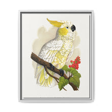 Lesser Lemon-Crested Cockatoo (Cacatua sulphurea) colored wood-engraved plate by Alexander Francis Lydon - NOMADEN ART GALLERY