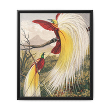 Birds of Paradise: Vintage Natural History Art by Benjamin Fawcett (1808 - 1893) - NOMADEN ART GALLERY