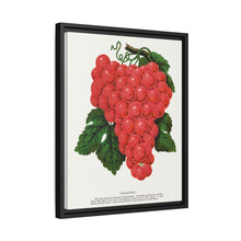 Vergennes grape lithograph. Digitally enhanced from our own original 1900 edition plates of Botanical Specimen published by Rochester Lithographing