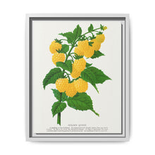 Golden queen raspberry lithograph. Digitally enhanced from our own original 1900 edition plates of Botanical Specimen published by Rochester Lithographing - NOMADEN ART GALLERY