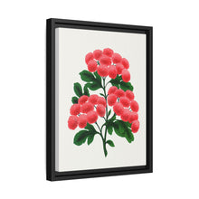 Paul's New Double Flowering Thorn lithograph. Digitally enhanced from our own original 1900 edition plates of Botanical Specimen published by Rochester Lithographing