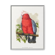 Rose-Breasted Cockatoo (Eolophus roseicapillus) colored wood-engraved plate by Alexander Francis Lydon. - NOMADEN ART GALLERY