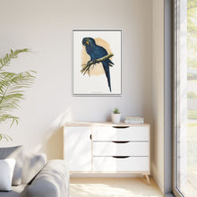 Hyacinthine Macaw (Anodorhynchus hyacinthinus) colored wood-engraved plate by Alexander Francis Lydon.
