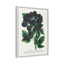 Wachusett Blackberry Lithograph | Vintage Botanical Wall Art