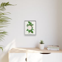Rose, Perpetual White Moss lithograph. Digitally enhanced from our own original 1900 edition plates of Botanical Specimen published by Rochester Lithographing